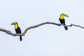 Keel-billed Toucan Keel-billed Toucan