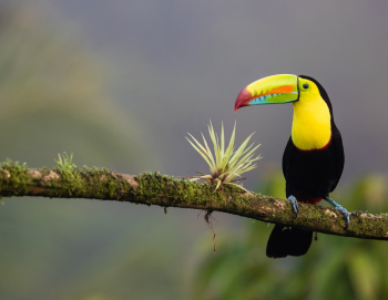 Keel-billed Toucan Keel-billed Toucan