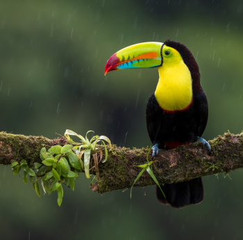 Keel-billed Toucan Keel-billed Toucan