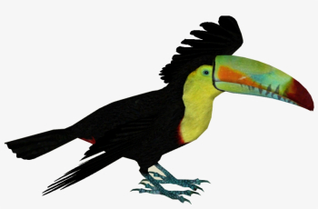 Keel-billed Toucan - Keel Billed Toucan Png Transparent PNG ...