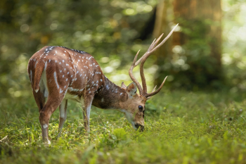 Kerala forest amazing where we could see beautiful deer and feeding time. Enjoyed the moment and more meaning full terms of nature.