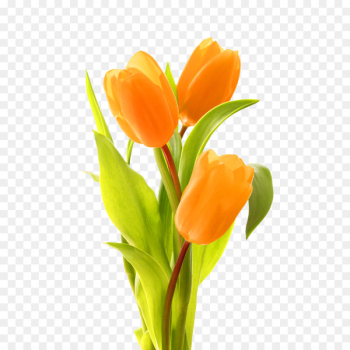 Keukenhof Indira Gandhi Memorial Tulip Garden Bouquet of Tulips Flower bouquet - tulip 