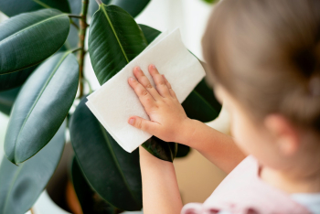 Kid cleaning indoor plants at home | Free stock photo | High Resolution image Kid cleaning indoor plants at home | Free stock photo | High Resolution image