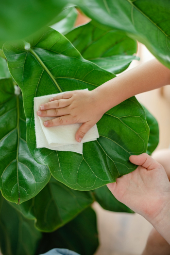 Kid cleaning indoor plants at home | Free stock photo | High Resolution image Kid cleaning indoor plants at home | Free stock photo | High Resolution image