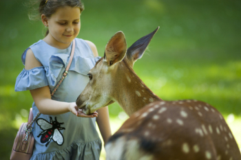 Kid Feeding Antelope Kid Feeding Antelope
