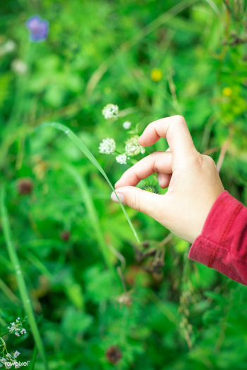Kid picking a flower | Free public domain photo - 563998 Kid picking a flower | Free public domain photo - 563998