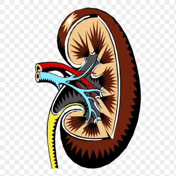 Kidney, organ png sticker, medical | Free PNG - rawpixel