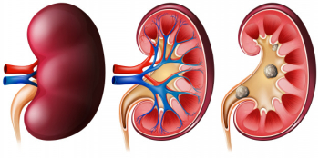 Kidney set on white Free Vector Kidney set on white Free Vector