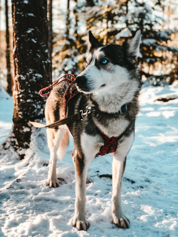 “Kiida” posing nonchalantly in the Finnish woods. “Kiida” posing nonchalantly in the Finnish woods.