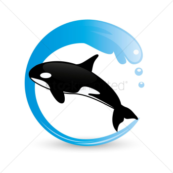 Killer whale Killer whale