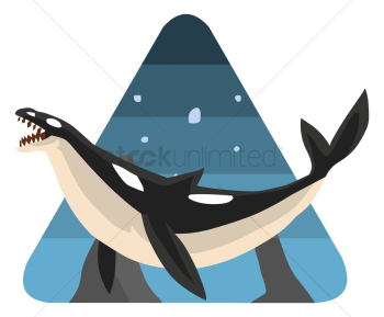Killer whale Killer whale