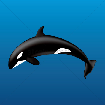 Killer whale Killer whale