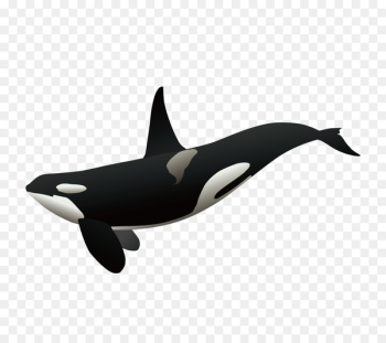 Killer whale Clip art - whale Killer whale Clip art - whale