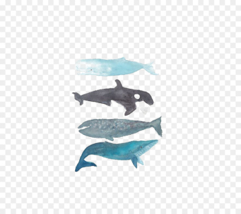 Killer whale Humpback whale Printmaking Baleen whale - whale Killer whale Humpback whale Printmaking Baleen whale - whale