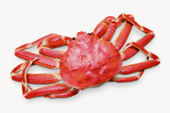 King crab, isolated image | Free Photo - rawpixel King crab, isolated image | Free Photo - rawpixel