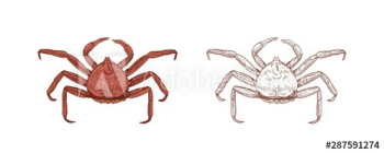 King crab vector illustrations set King crab vector illustrations set