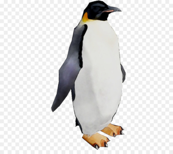 King penguin Beak - King penguin Beak -