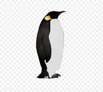 King penguin Beak - King penguin Beak -