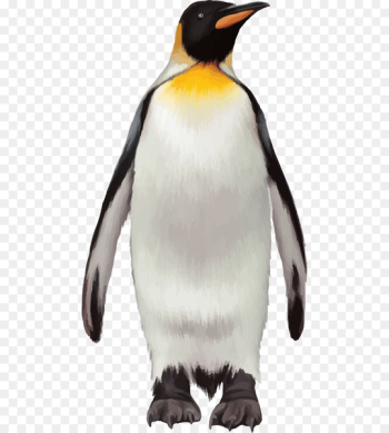King penguin Bird - penguin King penguin Bird - penguin