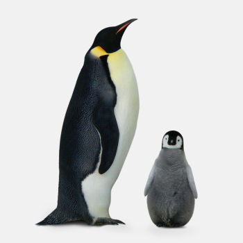 King penguin sticker, animal design | Free PSD - rawpixel King penguin sticker, animal design | Free PSD - rawpixel