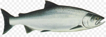 King Salmon Chinook salmon Sockeye salmon Chum salmon - SALMON 