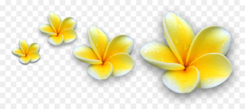 Kintamani, Bali Tanah Lot BALI TOURS Frangipani Clip art - frangipani 