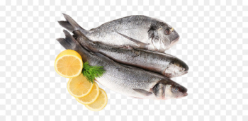 Kipper Seafood Fish as food - Fish Kipper Seafood Fish as food - Fish