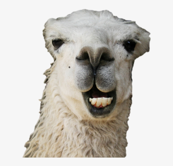 Kisses Vector Freeuse - Funny Llama Transparent PNG - 671x713 ...