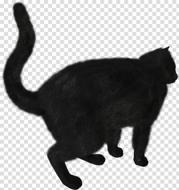 Kitten Black cat Scottish Fold , kitten transparent background PNG clipart Kitten Black cat Scottish Fold , kitten transparent background PNG clipart
