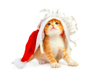 kitten isolated on white background kitten isolated on white background