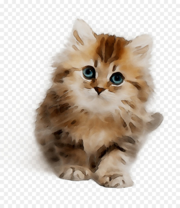 Kitten Persian cat Asian Semi-longhair Cymric Ragamuffin cat -  