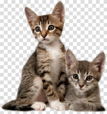 Kitten Picture Kitten Picture