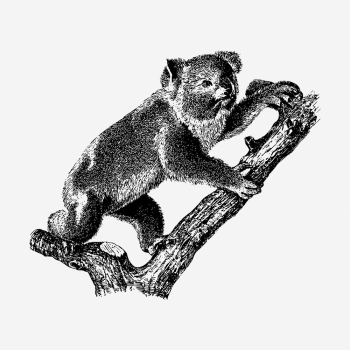 Koala, animal illustration, black and | Free Photo Illustration - rawpixel Koala, animal illustration, black and | Free Photo Illustration - rawpixel