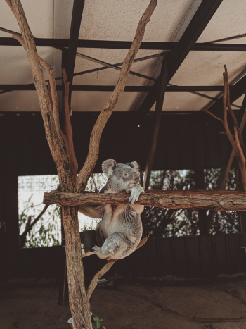 Koala Bear on Brown Branch Koala Bear on Brown Branch