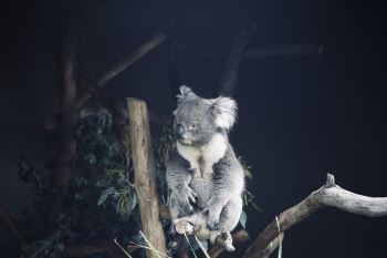 Koala Bear on Wood Koala Bear on Wood