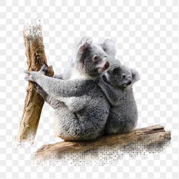 Koala bears png sticker, animal, | Free PNG - rawpixel Koala bears png sticker, animal, | Free PNG - rawpixel