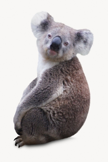 Koala isolated on white, animal | Free Photo - rawpixel Koala isolated on white, animal | Free Photo - rawpixel