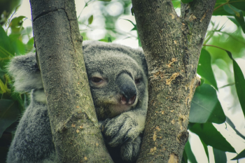 Koala On A Tree