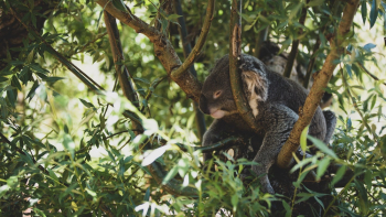 Koala On A Tree Koala On A Tree