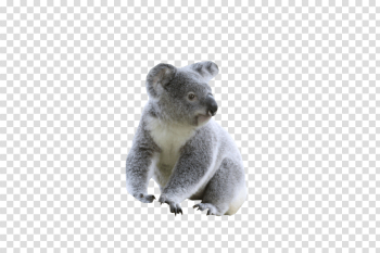Koala PNG Photo Koala PNG Photo