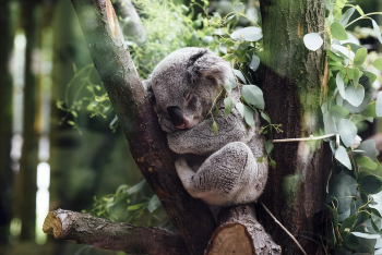 Koala sleeping on a tree | Free Photo - rawpixel