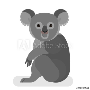 Koala with grey fur