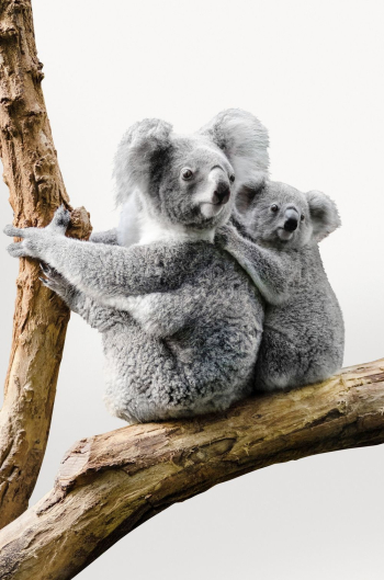 Koalas isolated on white, animal | Free Photo - rawpixel Koalas isolated on white, animal | Free Photo - rawpixel