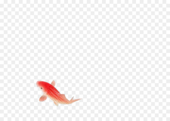 Koi - A red fish Koi - A red fish