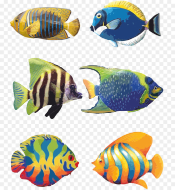 Koi Angelfish Tropical fish Drawing - Aquarium fish Koi Angelfish Tropical fish Drawing - Aquarium fish