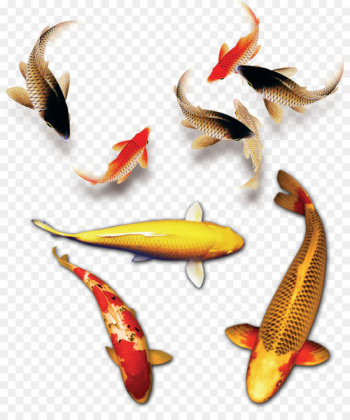 Koi Budaya Tionghoa Download - Fish free to download 