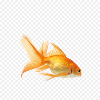 Koi Carassius auratus Aquarium fish feed Aquarium fish feed - goldfish 