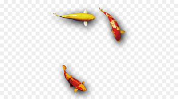 Koi Carassius auratus Fish - Auspicious red and gold fish Koi Carassius auratus Fish - Auspicious red and gold fish