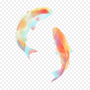 Koi Carassius auratus Fish Carp - fish Koi Carassius auratus Fish Carp - fish