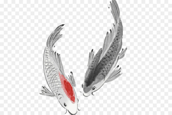 Koi Carassius auratus Fish Carp - fish Koi Carassius auratus Fish Carp - fish